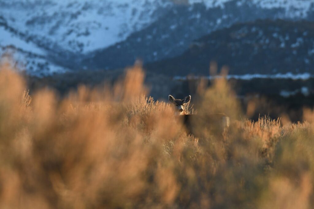 deer 10 Timberwolf Photography