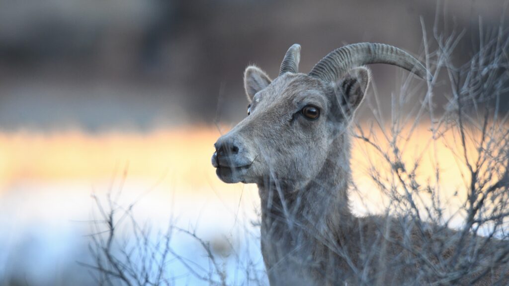 Timberwolf Photography sheep 10