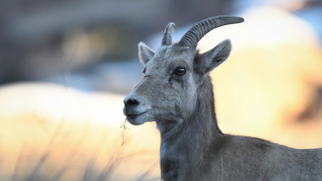 Timberwolf Photography sheep 17