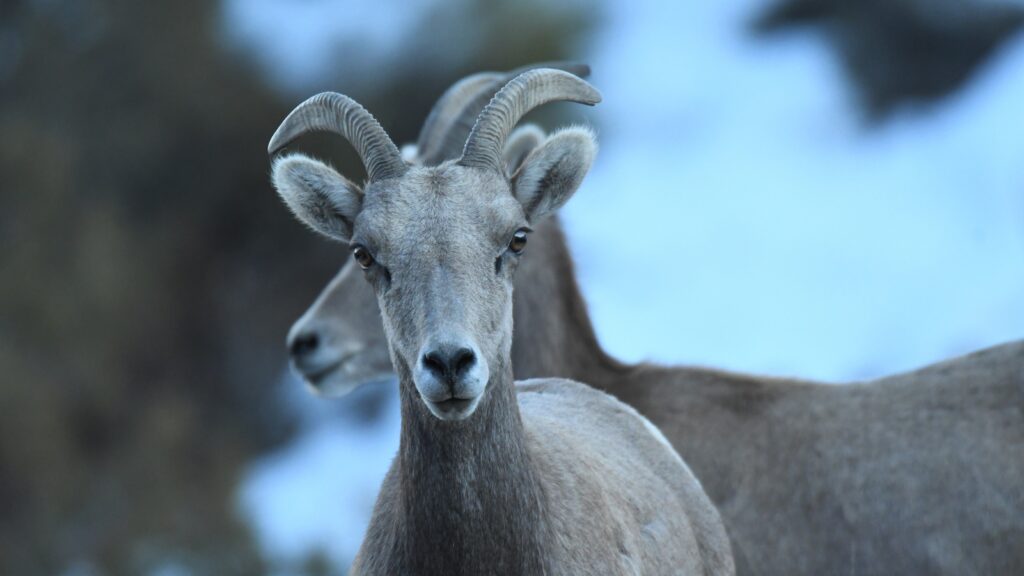 Timberwolf Photography sheep 33