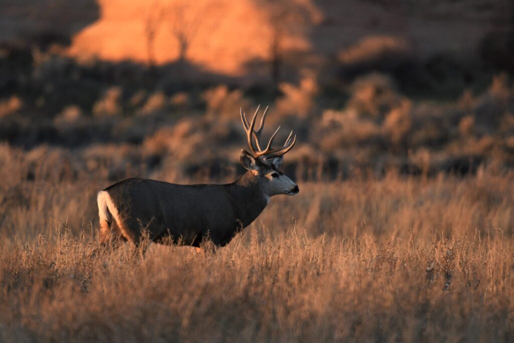 buck 5