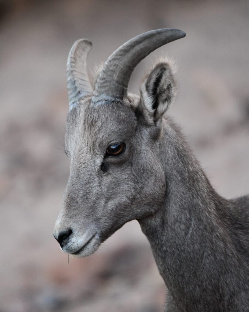 big horn 1