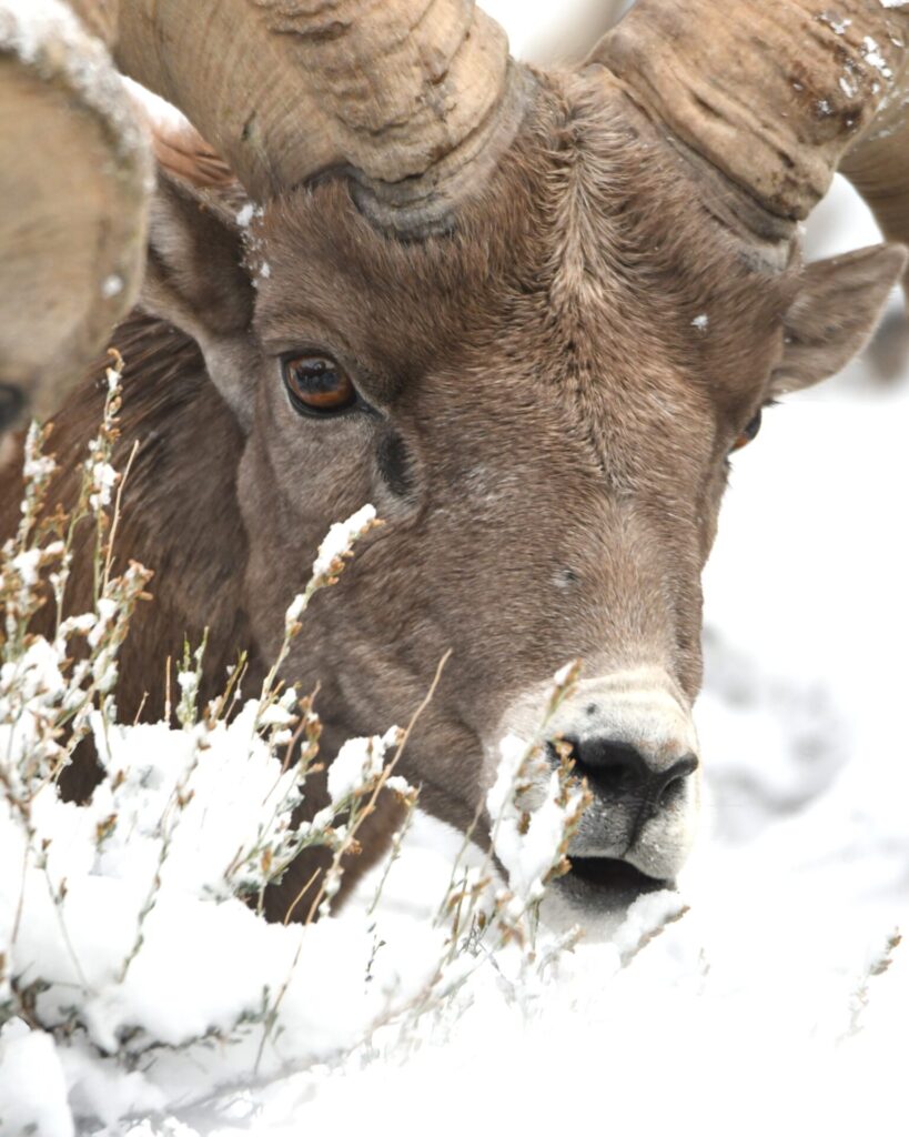 big horn snow 12