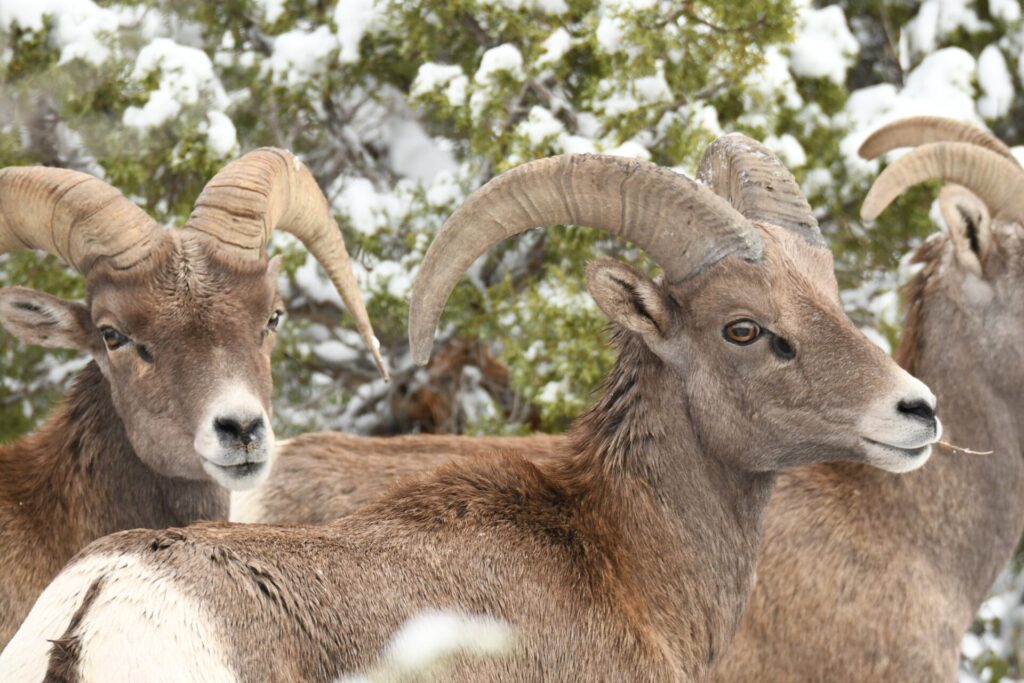 big horn snow 5