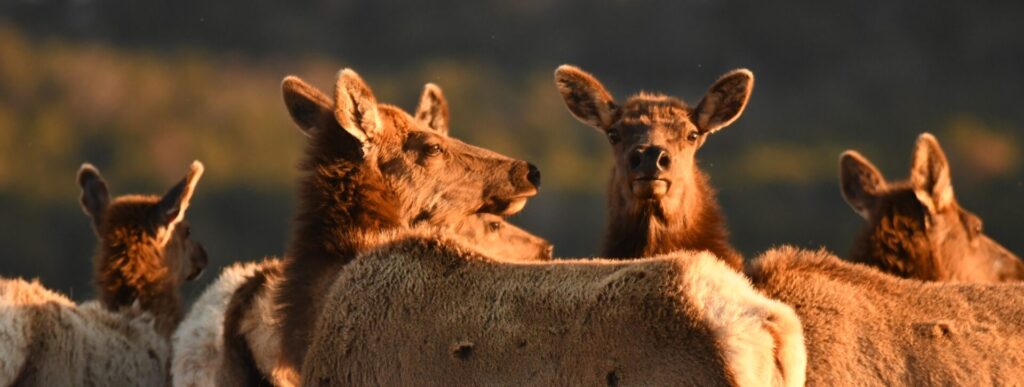 elk 15