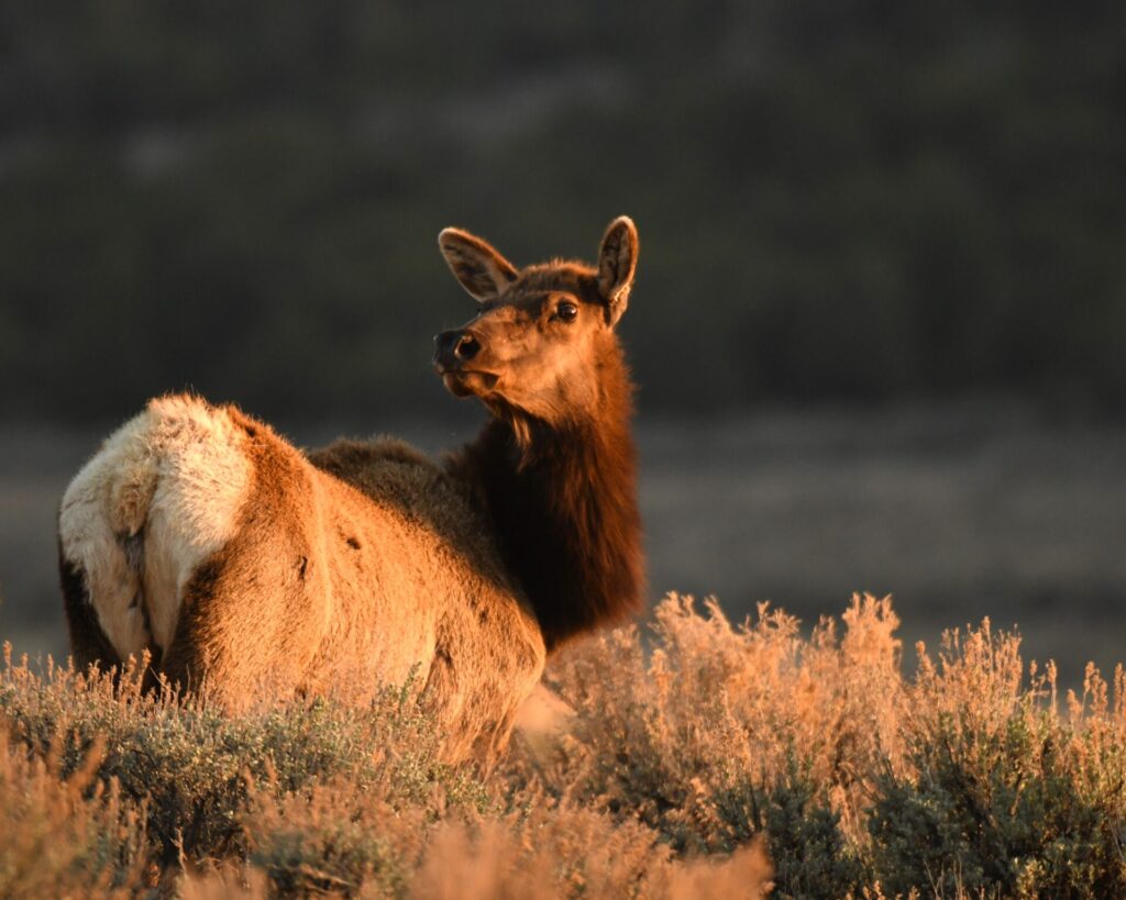 elk 16