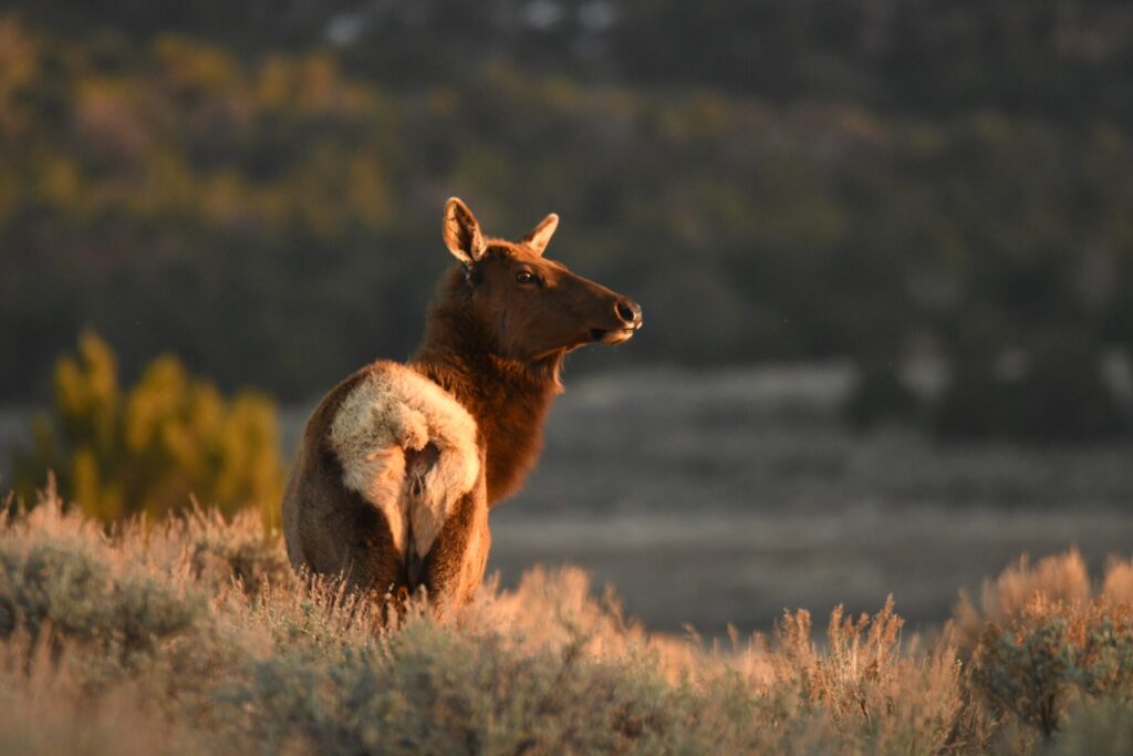 elk 18
