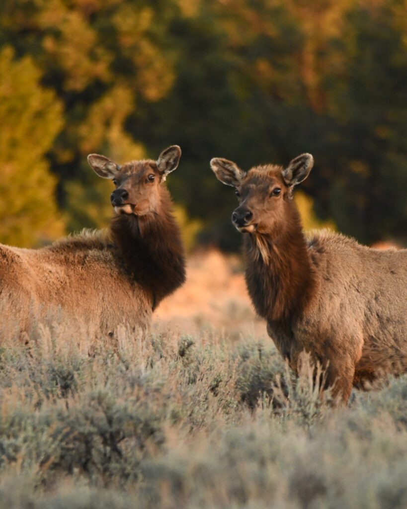 elk 24