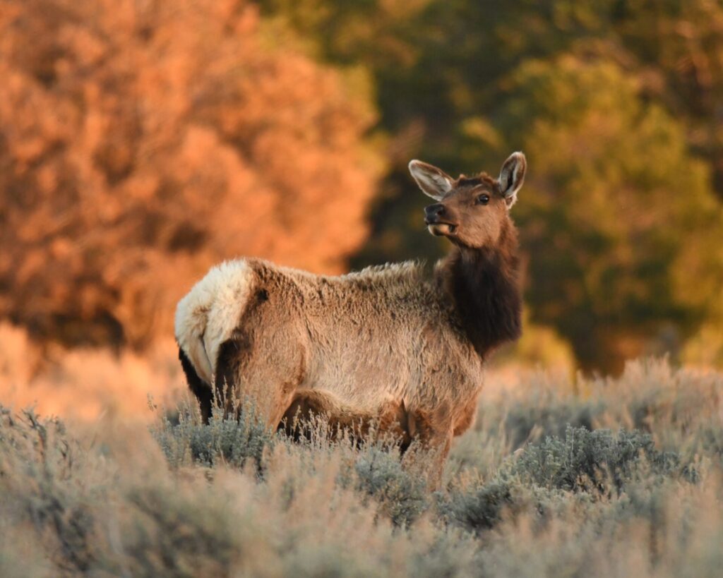 elk 25