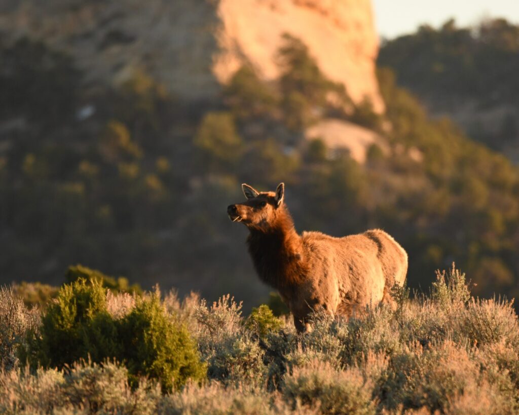elk 4.0