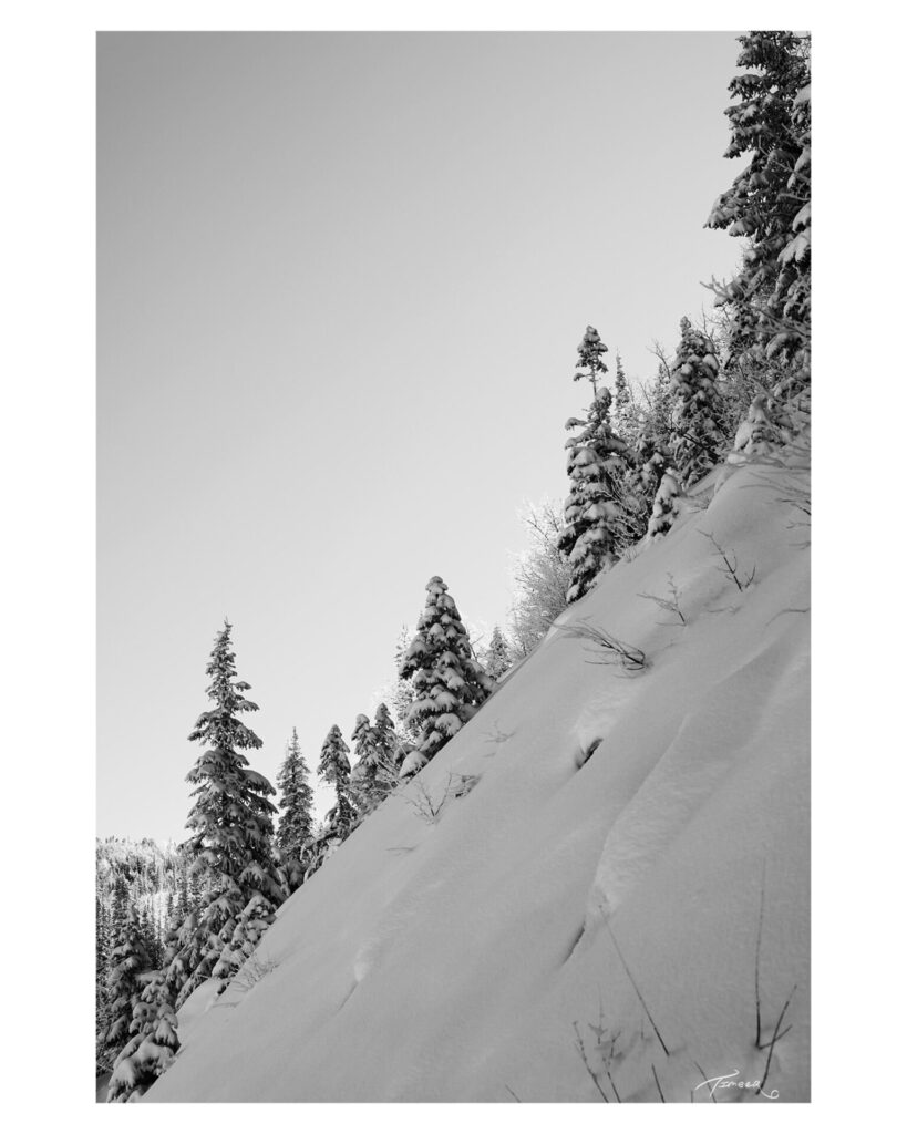 mesa 7 Timberwolf Photography